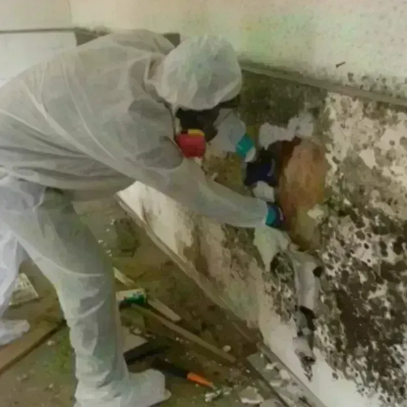 Mold Remediation and Removal in Hurt, VA